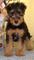 Gratis cachorro de terrier de airedale disponibles - Foto 1