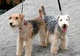 Gratis cachorro de terrier de Lakeland disponibles - Foto 1
