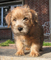 Gratis cachorro de terrier de norfolk disponibles - Foto 1