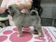 Gratis cachorro elkhound disponibles - Foto 1