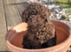 Gratis cachorro lagotto romagnolo disponibles