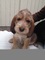 Gratis cachorro otterhound disponibles - Foto 1