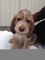 Gratis cachorro otterhound disponibles