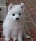 Gratis cachorro Pomerania japonés listo - Foto 1