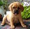 Gratis cachorro puggle lista