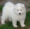 Gratis cachorro samoyedo disponibles - Foto 1
