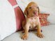 Gratis cachorro Vizsla húngaro disponibles - Foto 1