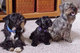 Gratis cachorros de terrier de cesky disponibles - Foto 1