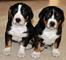Gratis cachorros mayor suizo montaña disponibles