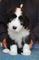 Gratis collie barbudo cachorros disponibles - Foto 1