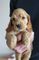 Gratis coonhound cachorros disponibles - Foto 1