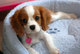 Gratis de rey Charles Spaniel cachorro disponibles - Foto 1