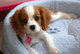 Gratis de rey charles spaniel cachorro disponibles