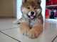 Gratis eurasier cachorros disponibles - Foto 1