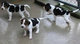 Gratis Foxhound cachorro disponibles - Foto 1