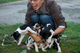 Gratis Foxhound cachorros disponibles - Foto 1