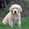 Gratis golden retriever cachorro disponibles - Foto 1