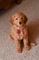 Gratis goldendoodle cachorro disponibles - Foto 1