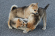 Gratis Groenlandia cachorro lista - Foto 1