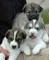 Gratis husky alaska cachorros disponibles