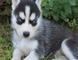 Gratis Husky Alaska cachorros listo - Foto 1