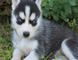 Gratis husky alaska cachorros listo