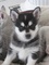 Gratis klee alaska del Kai cachorros disponibles - Foto 1