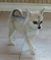 Gratis Klee Alaska Kai cachorros disponibles - Foto 1