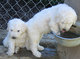 Gratis komondor cachorro disponibles - Foto 1