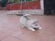 Gratis malamute alaska cachorros disponibles