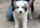 Gratis montaña de los pirineos cachorro disponibles