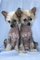 Gratis perrito con cresta chino cachorros disponibles - Foto 1