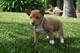 Gratis perrito del basenji disponibles