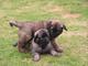 Gratis perrito del leonberger disponibles