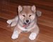 Gratis perrito japonés de la barbilla disponibles - Foto 1