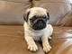 Gratis perrito pug carlino disponibles