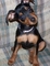 Gratis Pinscher miniatura cachorro disponibles - Foto 1