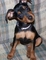 Gratis pinscher miniatura cachorro disponibles