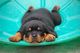 Gratis rottweiler cachorro lista