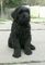 Gratis ruso terrier cachorro negro disponibles