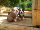 Los cachorros macho y hembra de Boston Terrier para Disponible - Foto 1
