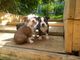 Los cachorros macho y hembra de boston terrier para disponible