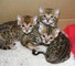 Los gatitos de Bengala lindo - Foto 1
