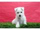 Masculino y femenino West Highland WhiteTerrier Pup - Foto 1