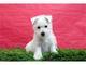 Masculino y femenino west highland whiteterrier pup