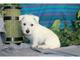 Masculino y femenino West Highland WhiteTerrier Pup - Foto 2