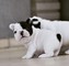 Pendientes cachorros de Bulldog Francés - Foto 1