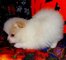 Perritos de Pomeranian para la adopción - Foto 1