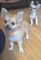 Perritos encantadores y Chihuahua linda - Foto 1
