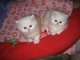 Tenemos un par de macho y hembra gatitos persas en busca de un ho - Foto 1